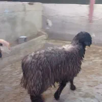 کاوه داشتی میش رون