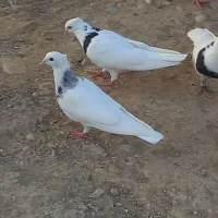 طوقی|پرنده|بهبهان, |دیوار