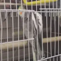 عروس هلندی ...|پرنده|مشهد, فرخد|دیوار