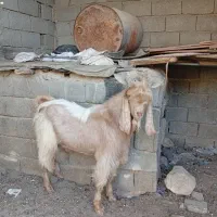 کهره نر|حیوانات مزرعه|شیراز, شهدای شهرک سعدی|دیوار