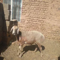بره قوچی