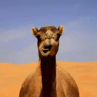 شتر