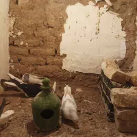 کفتر پرشی