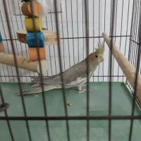 عروس هلندی نرباقفس وهمه لوازمش یه چیزی بلغور میکنه|پرنده|قم, انصارالحسین|دیوار