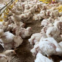 استخدام کارگر مرغداری وارد