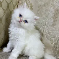 گربه پرشین عروسکی