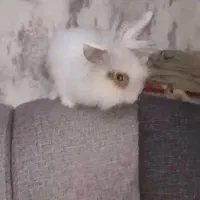 خرگوش ماده|موش و خرگوش|تهران, شهرک پاسداران|دیوار