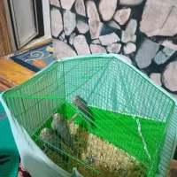 جوجه عروس  سرلاکی نرم خور طوطی برزیلی|پرنده|پاکدشت, حصار امیر|دیوار