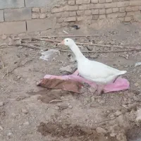 غازسفیدنر خریدار واقعی|حیوانات مزرعه|تربت جام, جامرود|دیوار