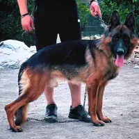 ژرمن شپرد شولاین