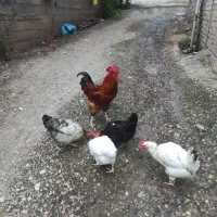 مرغ و خروس محلی