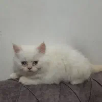 واگذاری گربه پرشین