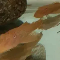 پوزه بوته ای جفت