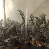 فروش زاموفیلیا|گل و گیاه طبیعی|گلوگاه بابل (گلیا), |دیوار