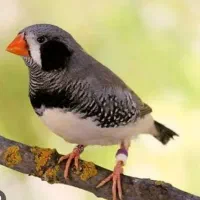 فنچ و مرغ عشق
