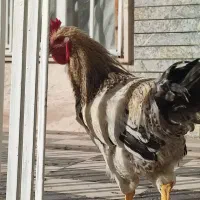 خروس پر گوشت