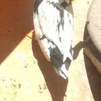 اردک