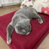 گربه اصل نژاد اسکاتیش بلو