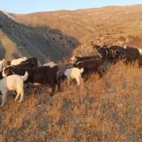بز بوئر  بویر(بختیاری)|حیوانات مزرعه|شیروان (خراسان), |دیوار