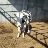 ماده گاو|حیوانات مزرعه|چناران, |دیوار