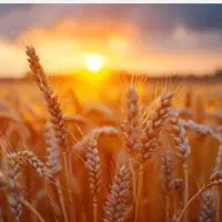 فروش-زمین-کشاورزی-یک-هکتاری