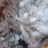 پشم بره