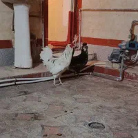 ریشی چهل تاج کاکلی