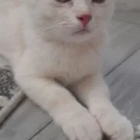 گربه بریتیش سفید ۴ ماهه
