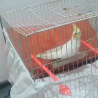 عروس هلندی لوتینو