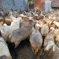 فروش ۶۰ راس میش جوان همه ابستن