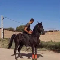 اسب.اسب کرد.کاوه شمس