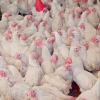 تخم مرغ تازه مرغداری