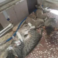 بچه گربه برای واگذاری