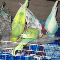 ۶ عدد مرغ عشق جوان سالم دستی در رنگ های مختلف و...