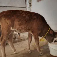 دو عدد گوساله جنس نر|حیوانات مزرعه|کوهدشت, |دیوار