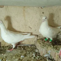 دو جفت سفید