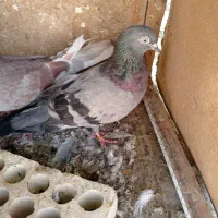 کبوتر لوت|پرنده|خرمشهر, |دیوار