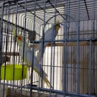 عروس‌هلندی|پرنده|نمین, |دیوار