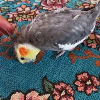 فروش ویژه عروس هلندی نر بالغ طوسی|پرنده|بافق, |دیوار