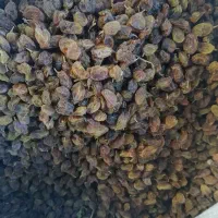 کشمش آفتابی تمیز|خوردنی و آشامیدنی|نیشابور, شهرک فرهنگیان|دیوار