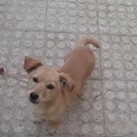 سگ پاکوتاه|سگ|آشخانه, |دیوار