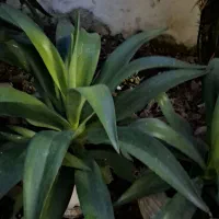 فروش گلهای حیاط