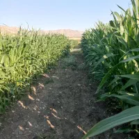 ذرت علوفه ای پر دان