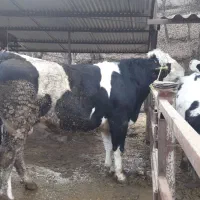 کارگر ماهر گاوداری میخام