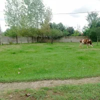 550متر زمین مسکونی در 10کیلومتری ماسال|فروش زمین و ملک کلنگی|صومعه‌سرا, |دیوار