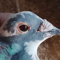 سلام نروماده سار شکلاتی|پرنده|بیرجند, |دیوار