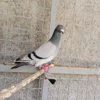 کبوتر مناسب