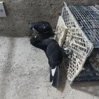 جوجه کفتر|پرنده|قم, بلوار امین و ساحلی|دیوار