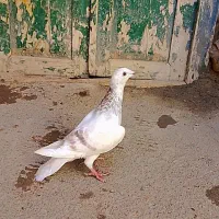 کبوتر خط دار|پرنده|آشخانه, |دیوار
