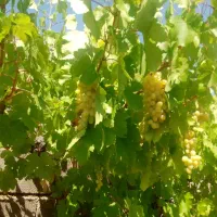 باغشهر-پردیس1-دالین-وهماشهر